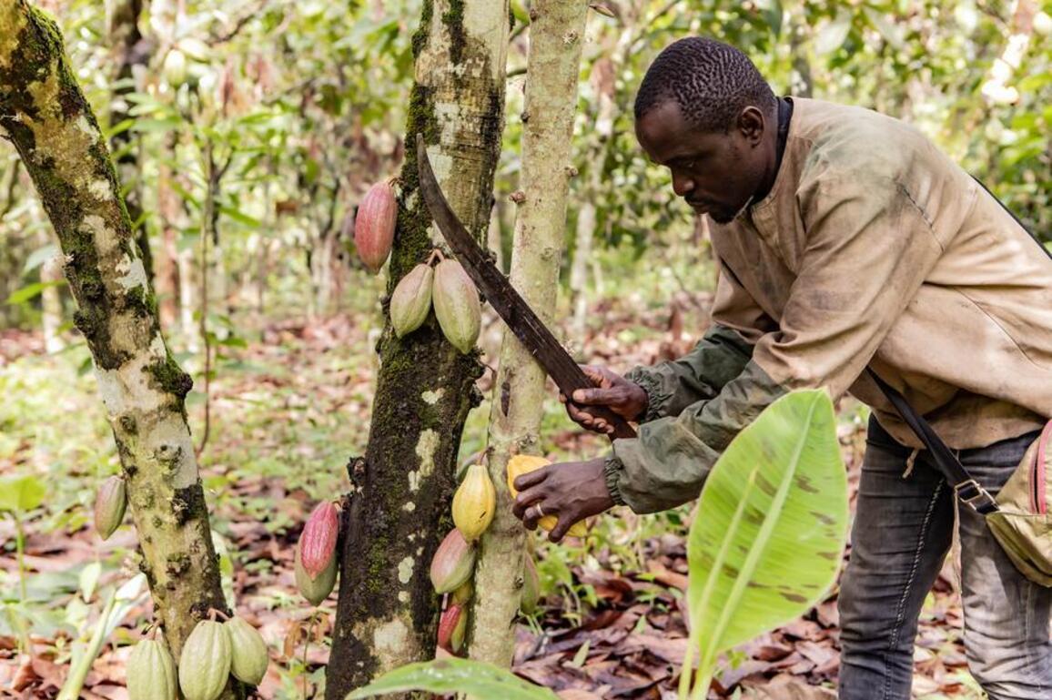 (Hello Africa) Cameroon cocoa growers eye vast China market, buoyed by Beijing's zero-tariff policy