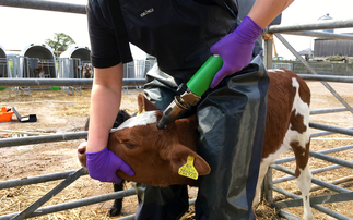 Does sedation during disbudding affect calf growth rates?