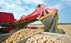 How a new threat to potatoes demands smarter risk management strategies