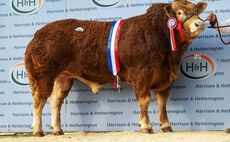 Flying trade for Limousins at Carlisle 