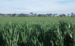 Researchers have warned of potential issues with net form net blotch disease in southern regions for barley.