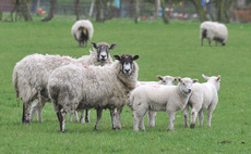 Is it unnecessary to blanket treat ewes for worms at lambing?