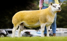 Record average at Kelso Ram Sales with trade peaking at £32,000