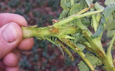Oilseed rape crops hit by flea beetle and rape stem weevil