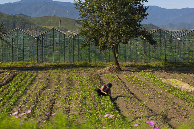 Russia expands agriculture exports to North Korea in 2024 amid burgeoning ties