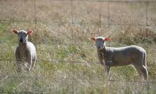 Pregnancy scanning remains an essential management tool for many producers.