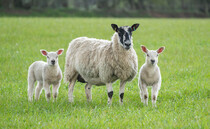 Bluetongue cases in Wales climb past 100
