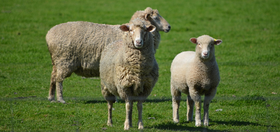 MLA reports Australian sheep producers have remained cautious this year, despite improved market strength and stability.