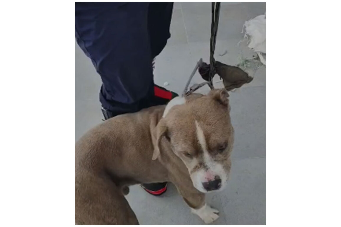 SDRF rescues pet Pit Bull dog that guarded owner's body for 4 days in Bharmour