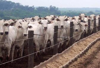 Why has the EU banned Brazilian beef imports and what does it mean for the UK?