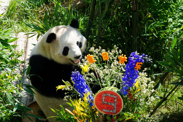 CHINA-QINGHAI-XINING-GIANT PANDAS-BIRTHDAY-CELEBRATION (CN)