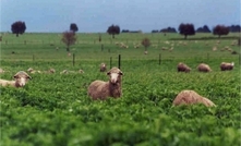 Producing sheep in a variable climate