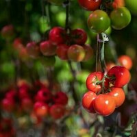 Canada's local food system faces major roadblocks without urgent policy changes