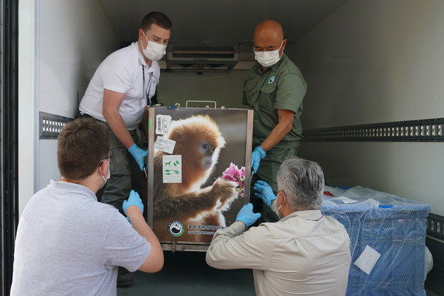 BELGIUM-BRUSSELS-PAIRI DAIZA ZOO-CHINA-GOLDEN MONKEYS-ARRIVAL