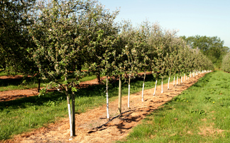 How can businesses boost the UK's tree planting rates?