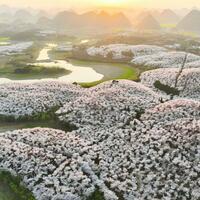 GloriousGuizhou | Flower appreciation economy booms in SW China's Guizhou
