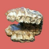 2-million-year-old pitted teeth from our ancient relatives reveal secrets about human evolution