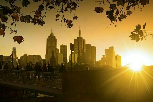 Jacaranda, black locust and London plane: common street trees show surprising resilience to growing heat in Australia