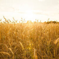 Russian grain exports to Africa surge - data