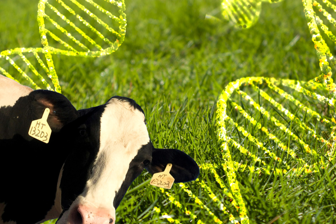 Why some of our biggest exporters are worried about the Gene Technology Bill