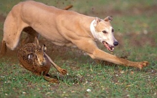 New guideline gives courts more powers to deal with hare coursers