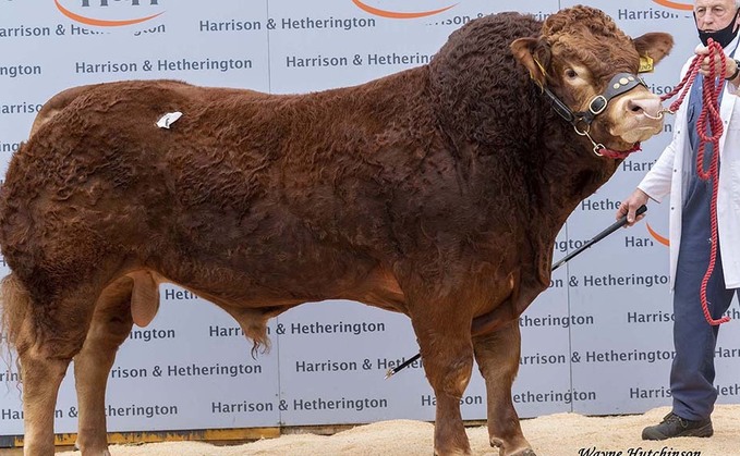 Ampertaine herd leads Carlisle Limousin trade at 35,000gns