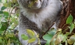 Queensland koala mauls Russian bear