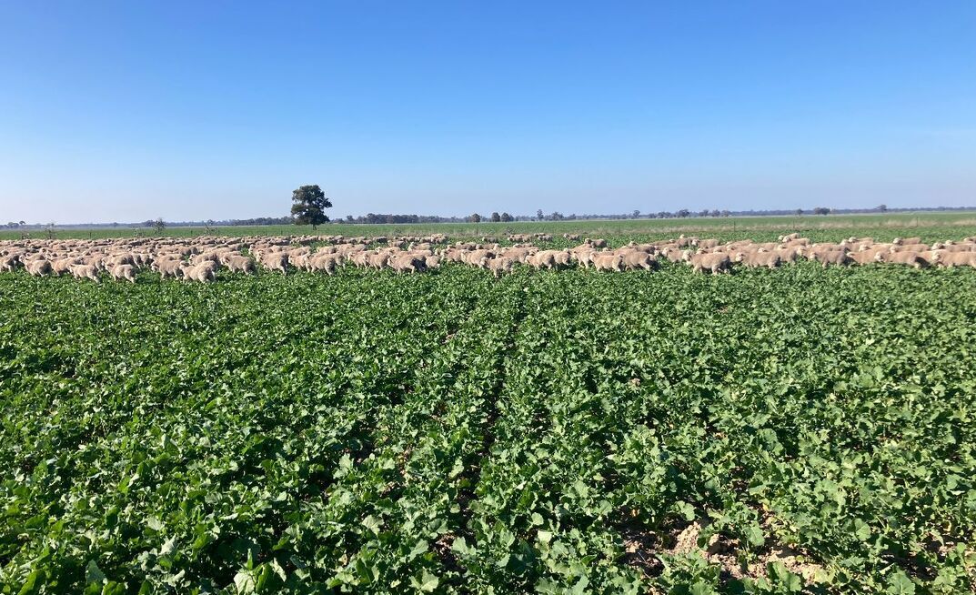 Broadacre cropper and sheep producer Dustin Pascoe, Raywood, Victoria, has been grazing sheep on standing crops since 2012 and recently completed a Nuffield Scholarship on the topic.