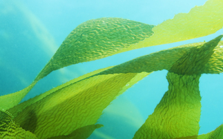 How Oceanium is creating food, skincare products, and ink from regeneratively farmed seaweed