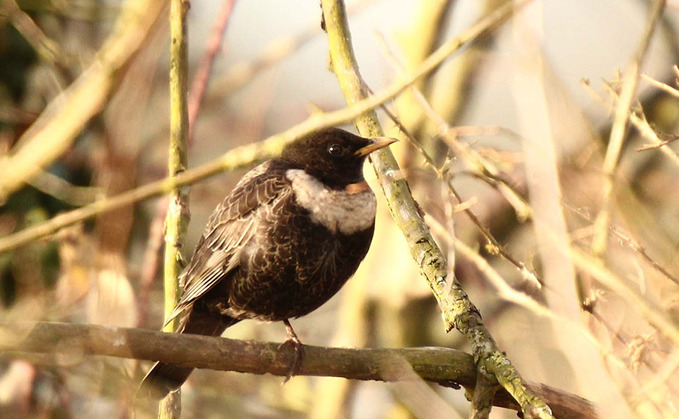 During the 2025 BFBC a total of 358,913 birds, belonging to 125 species, were recorded across 699,869 acres (283,227 hectares) of farmland by 1,369 farmers During the 2025 BFBC a total of 358,913 birds, belonging to 125 species, were recorded across 699,869 acres (283,227 hectares) of farmland by 1,369 farmers