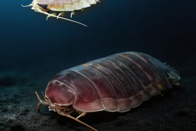 Chinese scientists reveal how deep-sea supergiant organism survives five years without food