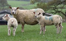 Lurchers 'running freely' kill six sheep in Somerset incident