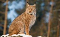Lynx reintroduction supported in Scotland and Northern England, wildlife charity says