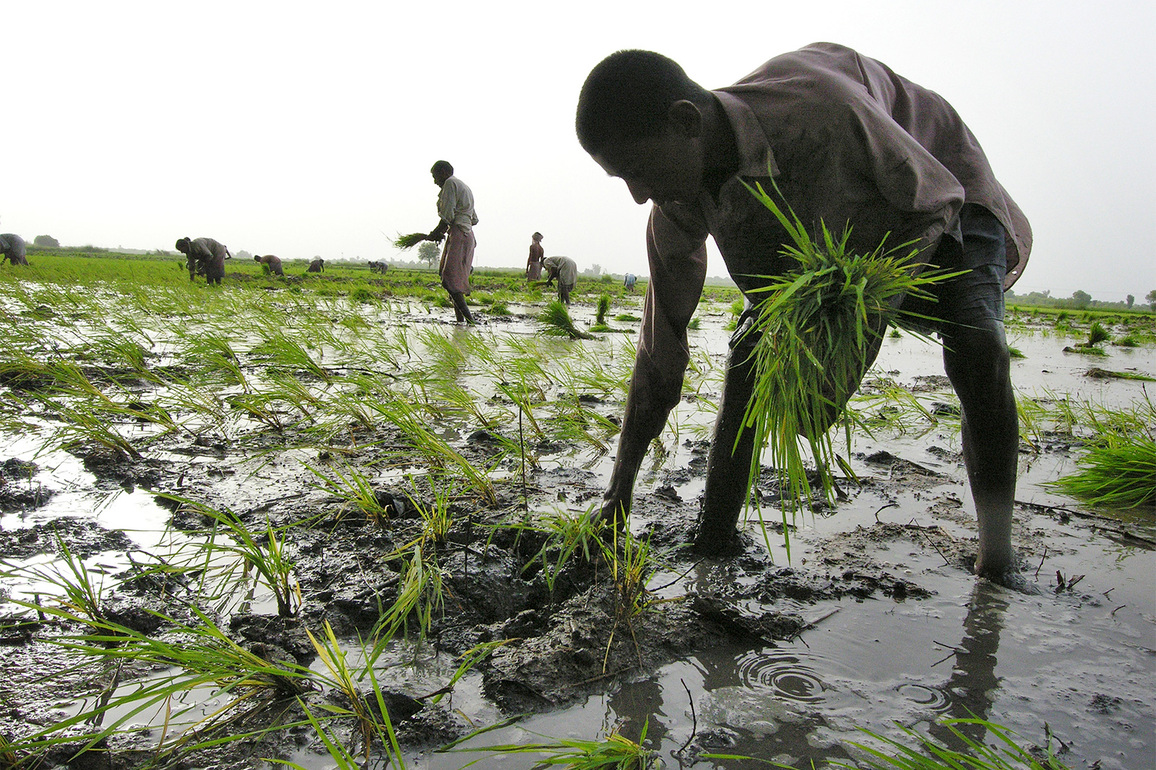 Pakistani authorities target farmers instead of fixing agricultural collapse