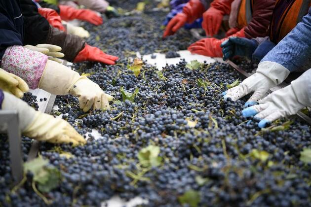 Chinese vineyards exploring opportunities in British market
