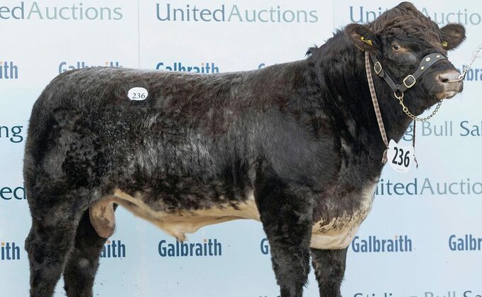 New Beef Shorthorn breed record set at Stirling