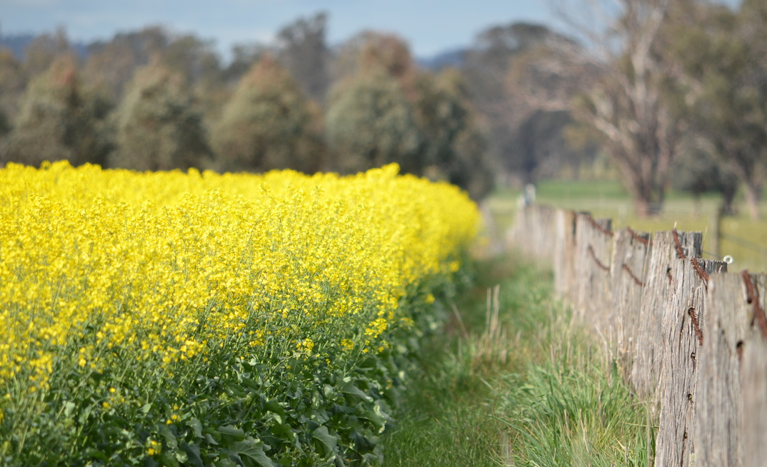 China has slapped tariffs on Canadian canola, but Canada's loss could be Australia's gain. 