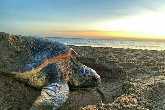 Climate change could make more turtles female - but some are starting to adapt