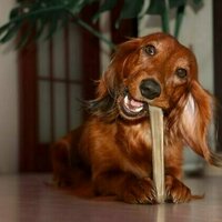 Happy dogs make happy humans, and 9 other reasons science says dogs need to chew