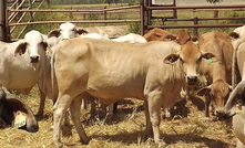 Recent reproductive performance studies in the Northern Territory show crossbred heifers outperform their Brahman counterparts. Photo: Tim Schatz.