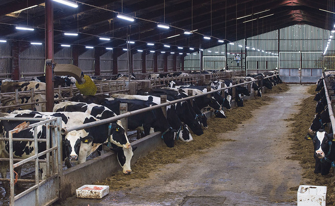 Breaking down the benefits of dairy lighting systems