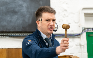 View from the Rostrum – Mark Richardson: "Trade continues to demonstrate the resilience and strength of the live ring"