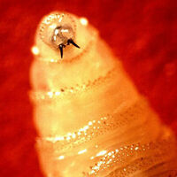 USDA revives insect warfare to protect livestock and wildlife