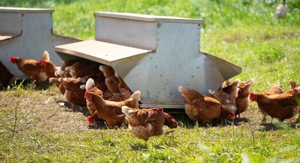 H5 bird flu has been detected in Australia. 
