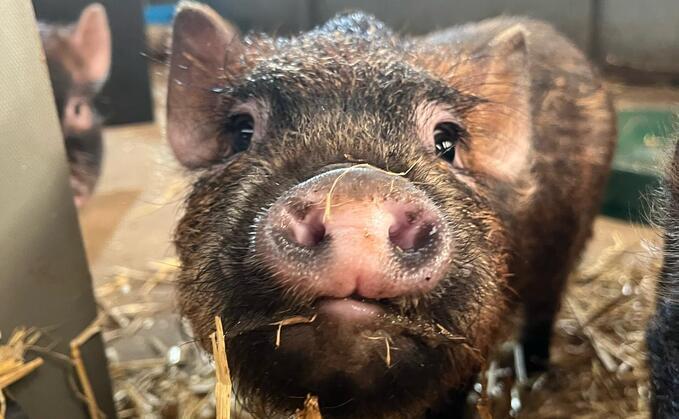 Pigs and Prosecco puts fizz into farm profits