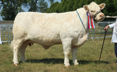 Lincolnshire supreme beef championship goes to Charolais cow 