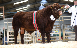 Plum is the pick of the Devons at Sedgemoor