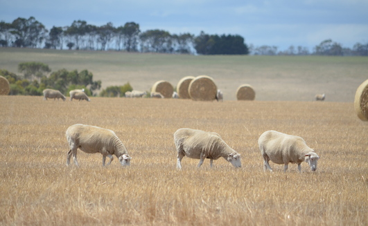 NSW DPI research has shown first cross and 20-Micron ewes joined to terminal sires provided the best gross margins last year