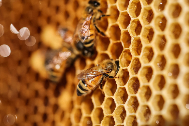 Tripura exports mustard honey to Dubai, opening global market for local farmers