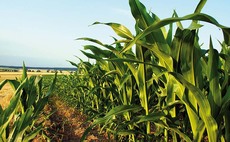 Inquiry launched into efficient nitrogen use and management